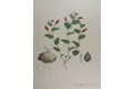 Podražec okrouhl&yacute;, kolorovan&aacute; litografie, (1850)