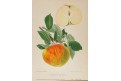 Renetta, chromolitografie, Degenkolb1894