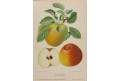 Schafnasse, chromolitografie, Degenkolb1894