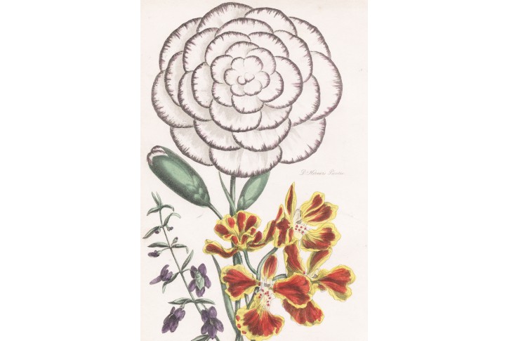 Floricultural Cabinet 1836-54 Florists Magazine 101 color flower prints 8 vols Floricultural Cabinet 1836-54 Florists Magazine 101 color flower prints 8 vols
