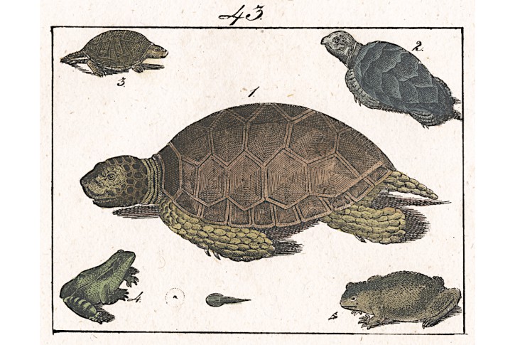 Želvy, kolor. litografie, 1840