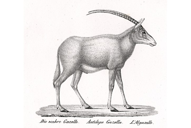 Gazela, litografie , (1840)