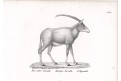 Gazela, litografie , (1840)