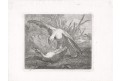 Dravec na lovu, Fischbach, mědiryt 1771
