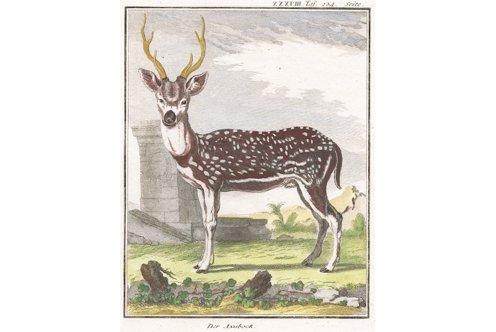 Jelen, Buffon, kolor. mědiryt , 1768