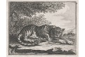 Leopard, mědiryt, 1777