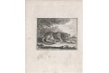 Leopard, mědiryt, 1777