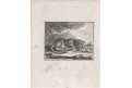 Leopard, mědiryt, 1777