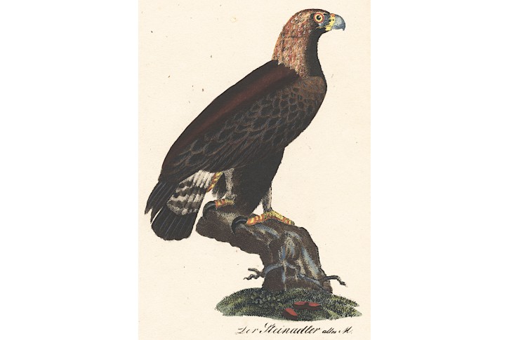 Orel skalní, kolor. litografie, (1840)