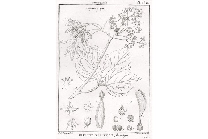 Gyrocarpus, Diderot, mědiryt , 1790