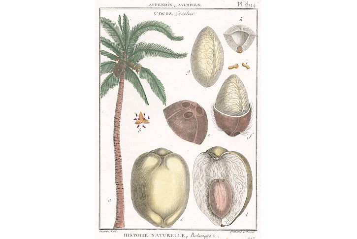 Kokos, Diderot, kolor. mědiryt , 1790