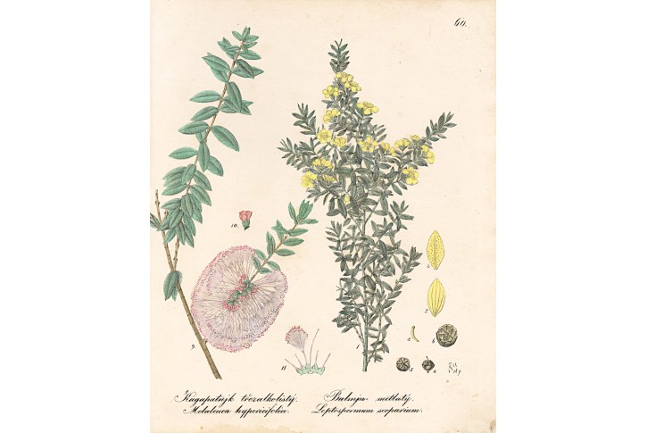 Balmín, kolor.litografie, (1850)