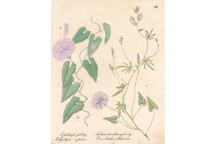 Svlačec, kolor.litografie, (1850)