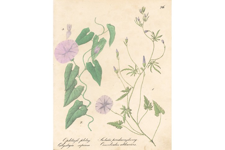 Svlačec, kolor.litografie, (1850)