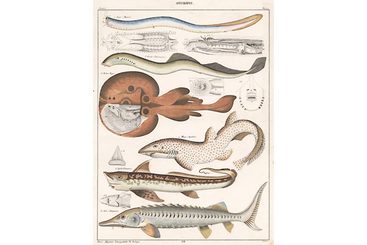 Žralok Jeseter , Oken, kolor. litografie, 1841