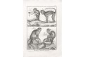 Opice ,  Diderot, mědiryt , 1790