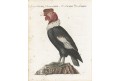 Kondor andský ,  Bertuch,mědiryt , (1800)