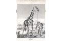 Žirafa, oceloryt, (1840)