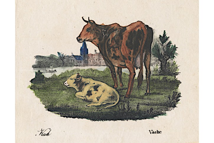Kráva , kolor. litografie, (1860)