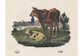 Kráva , kolor. litografie, (1860)