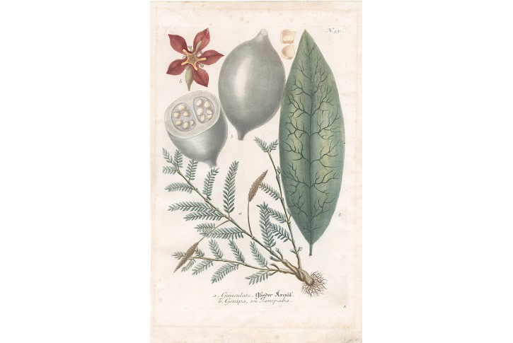 Genipa, Weinmann, kolorovaný mědiryt, 1742