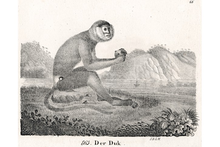 Langur duk,  Neue.., litografie , 1837