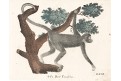Chápan Ateles,  Neue.., kolor. litografie , 1837