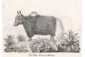 Jak divoký (Bos mutus),  Neue.., litografie , 1837