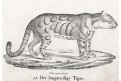 Tygr,  Neue.., litografie , 1837
