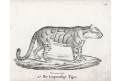 Tygr,  Neue.., litografie , 1837