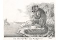 Ksukol ocasatý,  Neue.., litografie , 1837