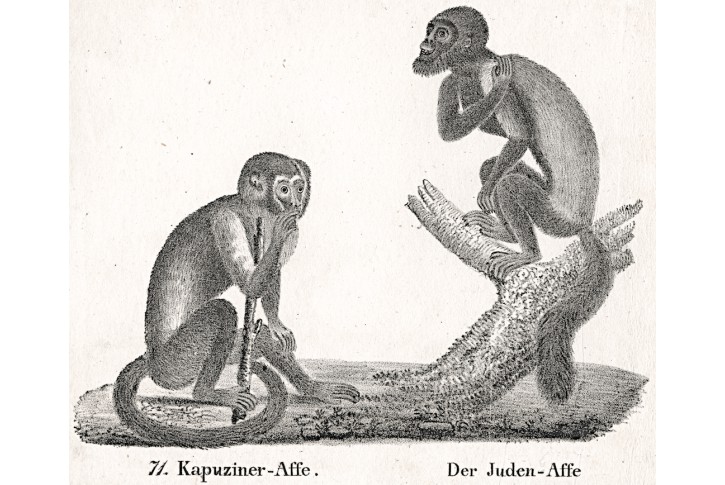 Malpa ,  Neue.., litografie , 1837