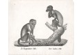 Malpa ,  Neue.., litografie , 1837