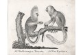 Tamarín, Marikina, Neue.., litografie , 1837