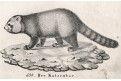 Panda červená,  Neue.., litografie , 1837