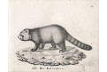 Panda červená,  Neue.., litografie , 1837