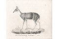 Antilopa čtyřrohá,  Neue.., litografie , 1837