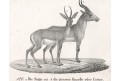Saiga, Gazela,  Neue.., litografie , 1837