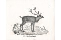 Jelen,  Neue.., litografie , 1837