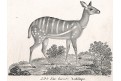 Antilopa ,  Neue.., litografie , 1837