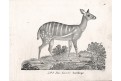 Antilopa ,  Neue.., litografie , 1837