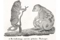 Kuskus pozemní,  Neue.., litografie , 1837