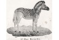 Zebra,  Neue.., litografie , 1837
