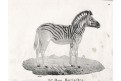 Zebra,  Neue.., litografie , 1837