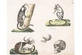Opice, kolor. litografie , (1860)