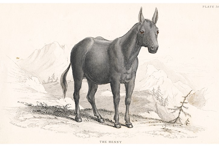 Kůň Henny, Jardine, kolor. oceloryt, (1840)