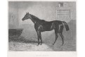 Kůň závodní, oceloryt, (1860)