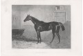 Kůň závodní, oceloryt, (1860)