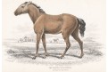 Kůň Tarpas, Jardine , kolor. dřevoryt, 1840