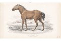 Kůň Tarpas, Jardine , kolor. dřevoryt, 1840